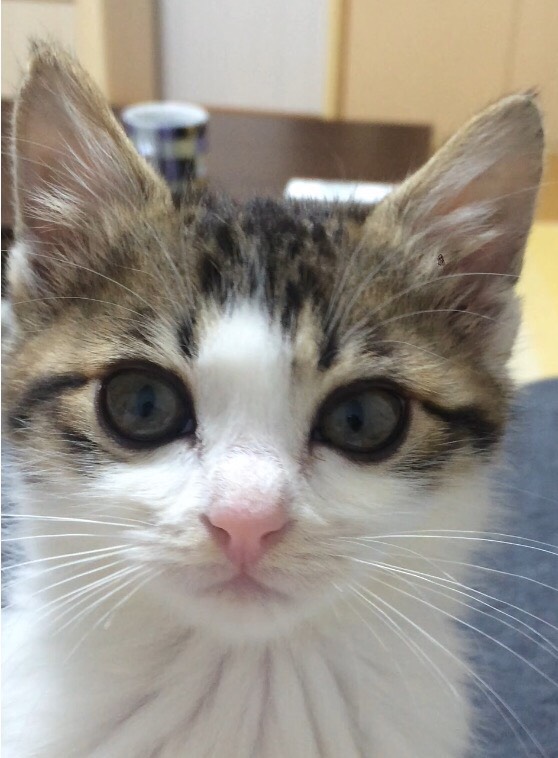 猫4