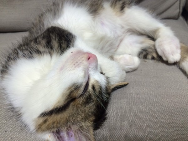 猫1
