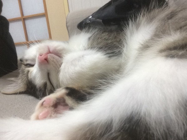 猫2